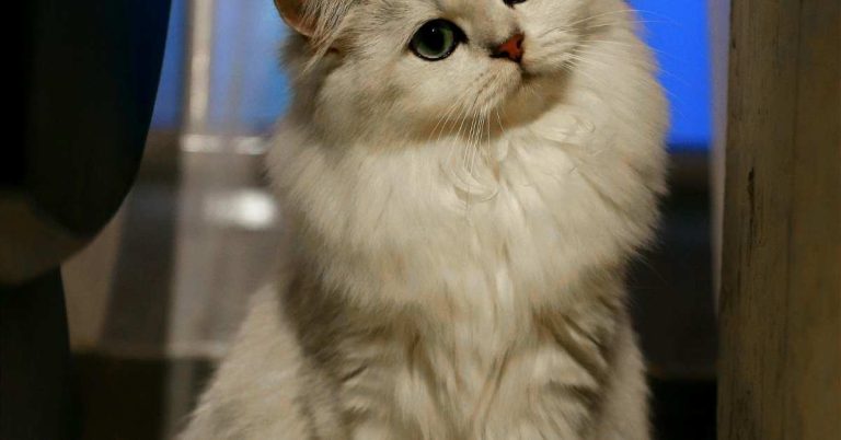 Persian Cat Price in Dhaka: Complete Cost Breakdown and Buying Guide for Pet Owners